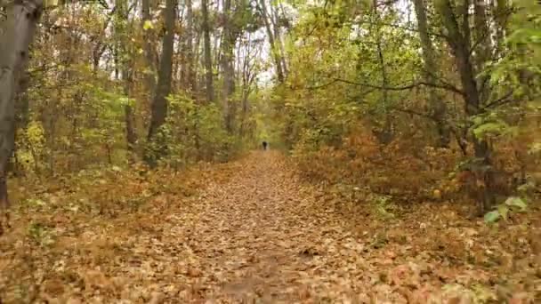 Drone Flying Backward Forest Path Covered Autumn Leaves — Stock Video