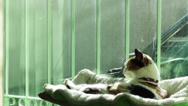 Μια Γάτα Που Κάνει Μπάνιο Στο Παράθυρο Ενός Σπιτιού Στατική — Αρχείο Βίντεο