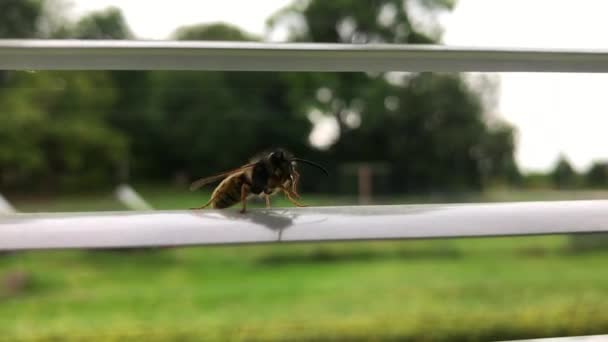 Close Video Wasp Cleaning Its Antennas Blinds Window House Sweden — Αρχείο Βίντεο