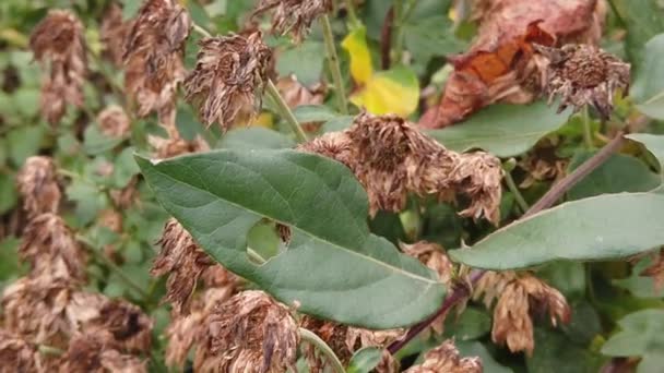 Sign Autumn Hitting Petals Flowers Bring Them Dead Gone Appearance — Video