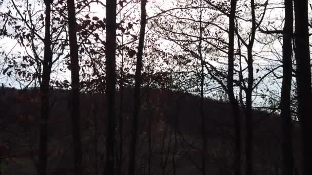 Branches Leaves Color Autumn Shades Lights Breeze Wind — Stockvideo