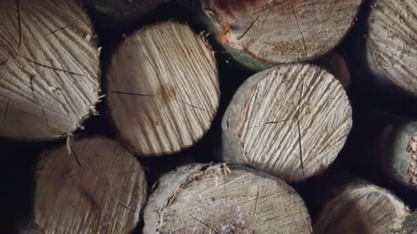 Close Look Wood Logs Stored Piles Preparing Winter Wood Logs — Video Stock