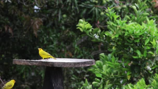 Landscape Birds Called Scientifically Sicalis Flaveola Color Yellow Eating Flying — Vídeo de Stock