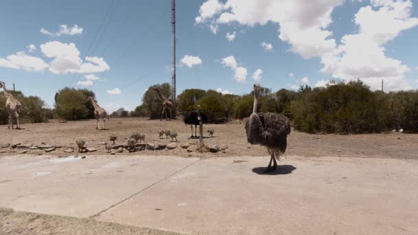 Steady Shot Few Baby Ostriches — Stockvideo