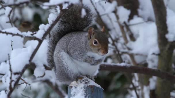 Grey Squirrel Sciurus Carolinensis Single Adult Perched Post Snow Covered — Wideo stockowe