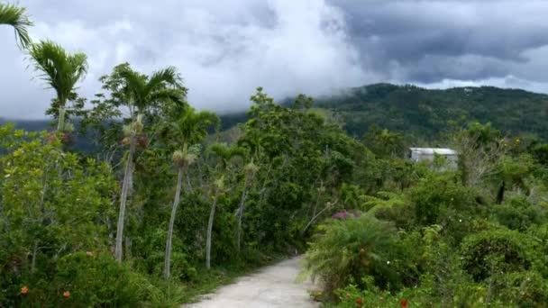 Uma Grande Foto Uma Fazenda Café Familiar Região Montanhosa Selva — Vídeo de Stock