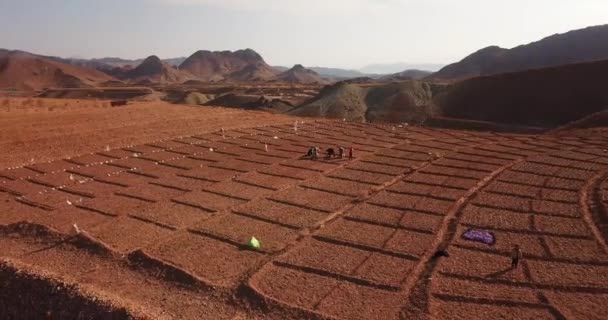 Local People Who Harvest Saffron Picking Crocus Flower Bags Farm — Video