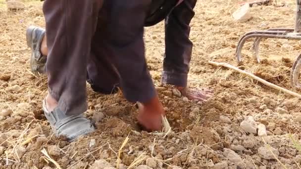 Old Farmer Man Who Pull Out Saffron Bulb Root Its — Vídeo de Stock