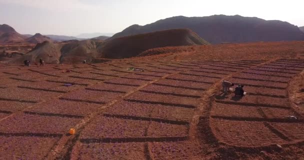 Aerial Farm Field Saffron People Who Harvest Saffron Picking Crocus — Video Stock