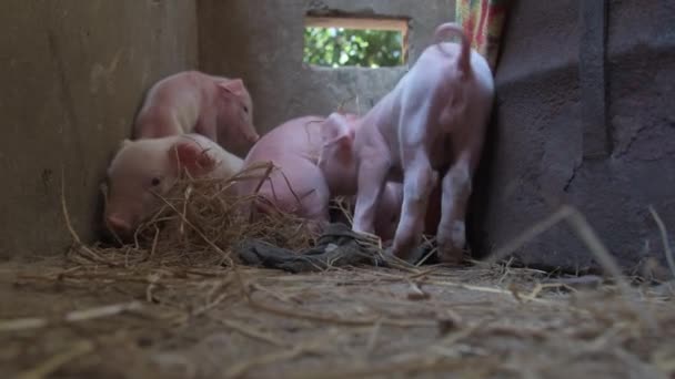 Healthy Happy Young Piglets Pen — Stock video
