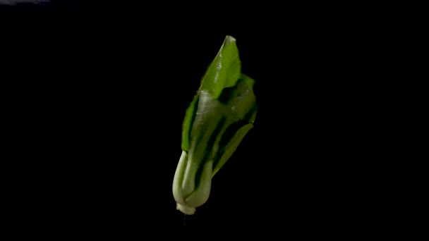 Creative Food Art Bok Choi Suspended Black Background Twists Turns — Wideo stockowe