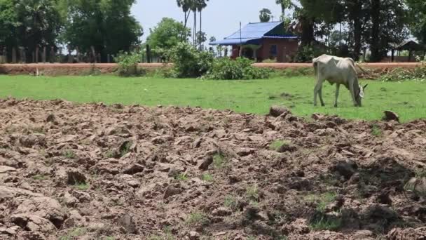 Skinny Water Buffalo Grass Grass Cambodian Countryside — Vídeo de Stock