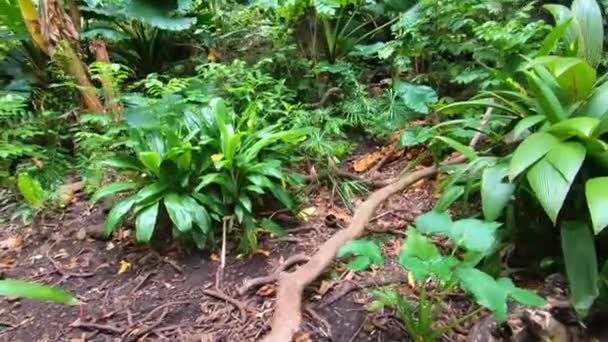 Passeio Pela Bela Selva Floresta Taitiana Com Plantas Árvores Espetaculares — Vídeo de Stock