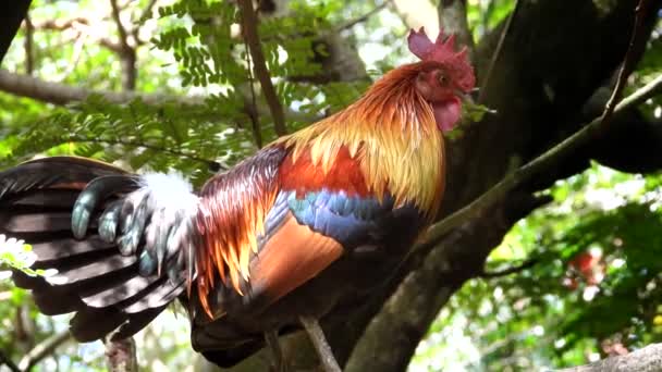 Colorful Red Junglefowl Perched Tree Handheld — Stock videók