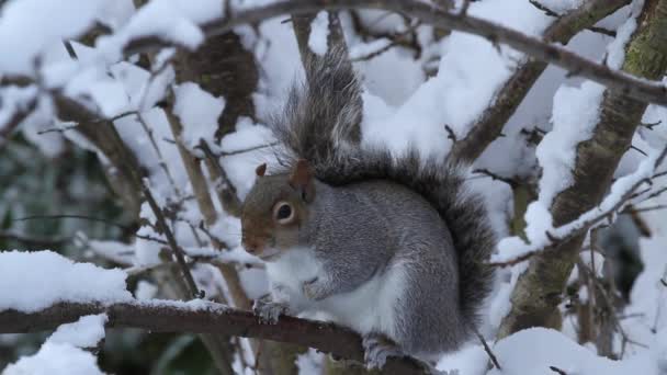 Grey Squirrel Sciurus Carolinensis Single Adult Perched Snow Covered Tree — Vídeos de Stock