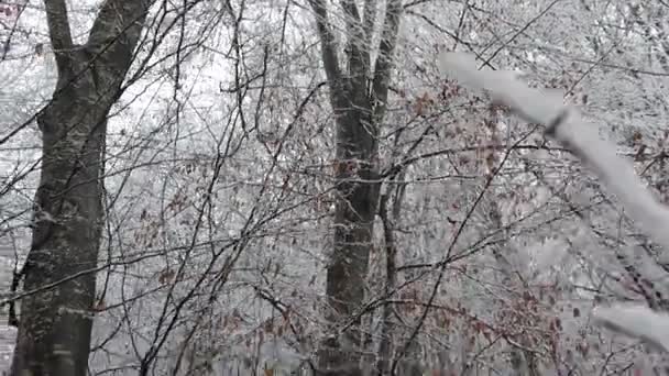 Snowstorm Forest High Resolution Details Branches Leaves Getting Covered Snow — Stock video