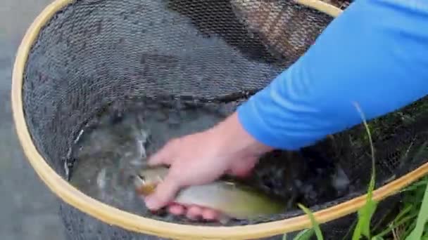 Cutthroat Trout Lifted Net Tries Breathe Close — Vídeos de Stock