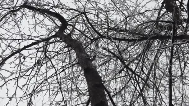 Tempête Neige Dans Forêt Détails Haute Résolution Comme Les Branches — Video