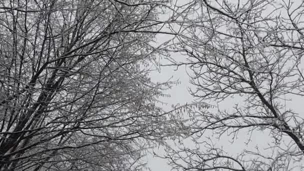 Tormenta Nieve Bosque Detalles Alta Resolución Como Ramas Hojas Que — Vídeos de Stock