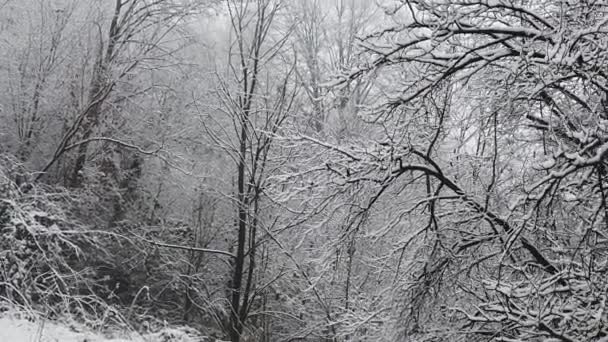 Snowstorm Forest High Resolution Details Branches Leaves Getting Covered Snow — Stockvideo