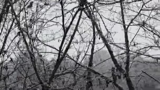 Snowstorm Forest High Resolution Details Branches Leaves Getting Covered Snow — Video