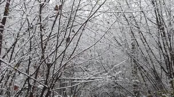 Tempesta Neve Nella Foresta Dettagli Alta Risoluzione Come Rami Foglie — Video Stock