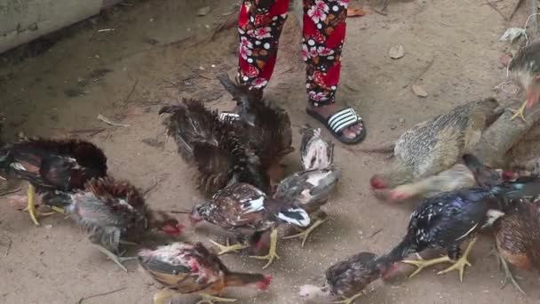 Child Throwing Rice Group Chickens Eating Wooden Fence Chicken Farm — 图库视频影像