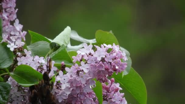 Lilac Flower Rain Wind Representing Beauty Nature Freshness Raindrops — Wideo stockowe