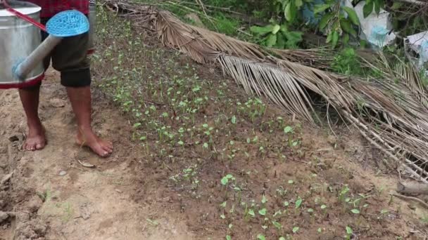 Босоногий Мужчина Гуляющий Полю Камбодже Мочащий Растения Двумя Поливающими Банками — стоковое видео
