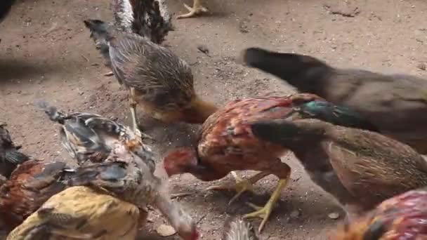 Ρίχνει Ρύζι Μια Ομάδα Κοτόπουλων Που Τρώνε Ένα Ξύλινο Φράχτη — Αρχείο Βίντεο