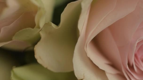 Macro Pink White Blossoming Rose Pretals — Stockvideo