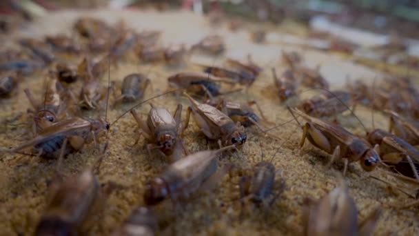 Many Crickets Eating Crickets Farm Cambodia — Stok video