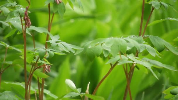 Grünes Gras Regen Sommer Über Grüne Pflanzen Regnen — Stockvideo