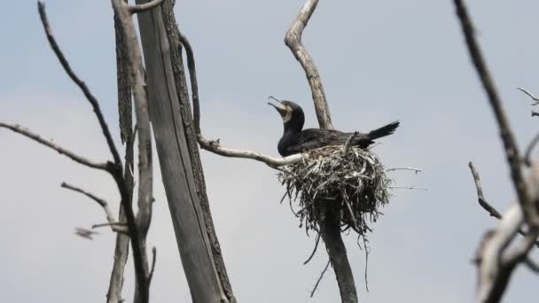 Close Black Bird Nest Static Low Angle — Stock video