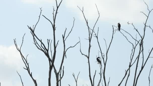 Black Birds Top Dry Tree Branch Static Low Angle — Wideo stockowe