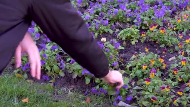 Man Approaches Hand Touch Purple Violet Yellow Flowers Garden Flowers — Stockvideo