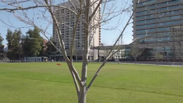 Een Bladloze Boom Een Groen Park Adelaide — Stockvideo