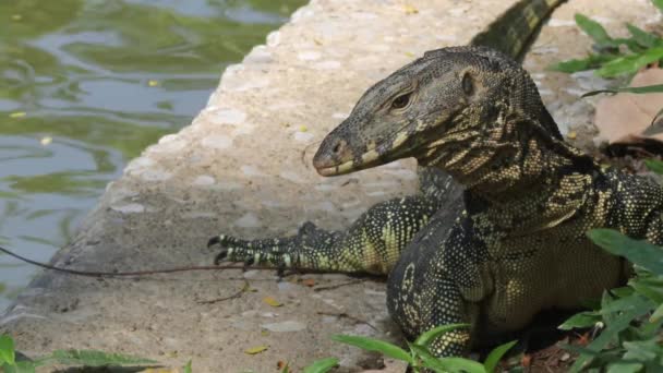 Large Asian Water Monitor Sunbathing Canal Lumphini Park Bangkok Thailand — Vídeo de Stock