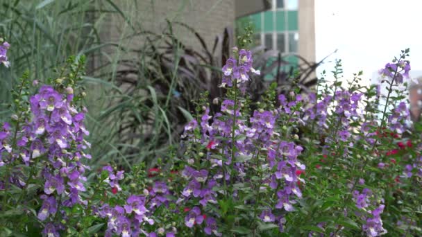 Fundal Frumos Flori Violet Efectul Mic Vântului Poate Înapoi Puteți — Videoclip de stoc