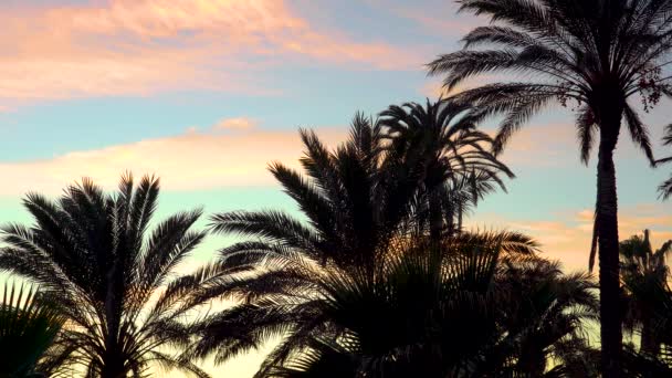 Beautiful Colorful Sky Palm Trees Sky Sunset Many Different Color — 图库视频影像