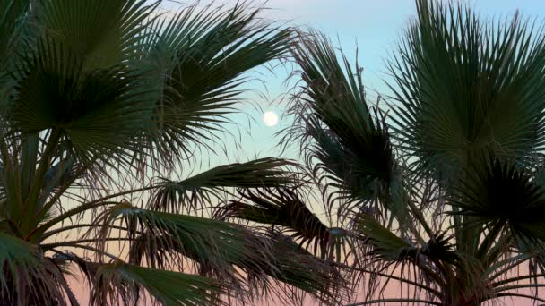 Beautiful Colorful Sky Palm Trees Sky Sunset Moon — 图库视频影像