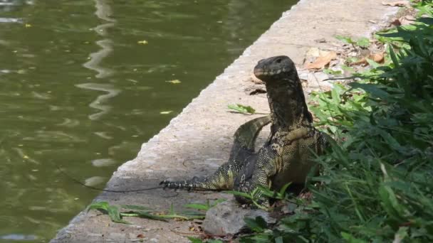 Asian Water Monitor Varanus Salvator Sunbathing Outdoors Next Lake Concrete — ストック動画