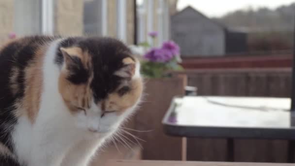 Tortoise Shell Cat Rests Wall Meows — Stock video