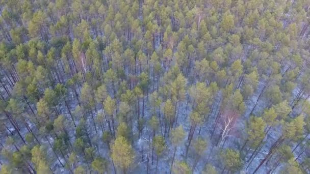 Winter Forest Aerial Drone Shot — Video Stock