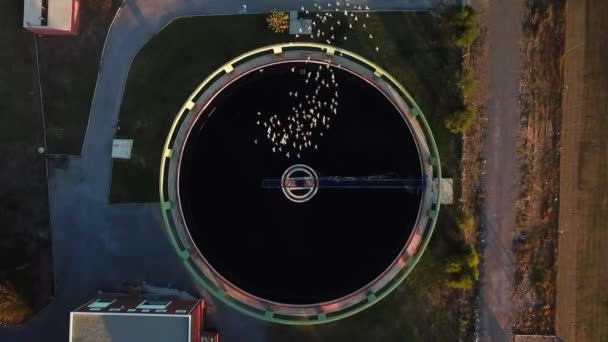 Birds Dancing Sewage Treatment — Vídeo de Stock