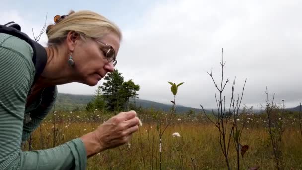 Closeup Pretty Blonde Mature Woman Looking Cotton Grass Cranberry Glades — ストック動画