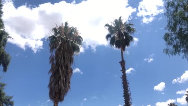 Hand Held Low Angle Shot Green Healthy Palm Trees Flaring — Stock Video
