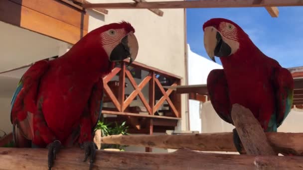 Two Red Scarlet Macaws Siting Shade Looking Zoo Cages Brazil — Wideo stockowe