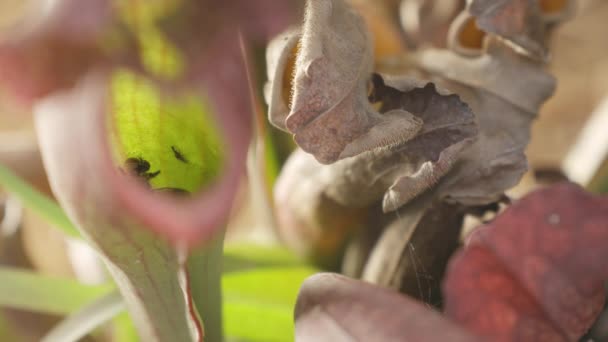 Insect Still Moving Legs While Carnivorous Plant Acid Digest Them — Vídeo de Stock