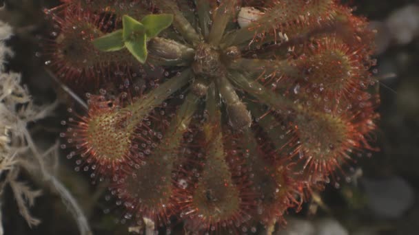 Drosera Carnivorous Plant Seen Details Its Sticky Droplets — Stock video